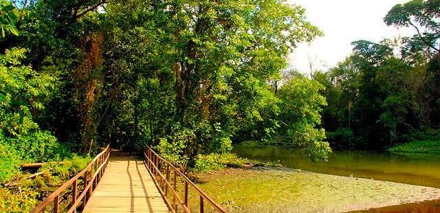 Parque do Cocó, em Fortaleza, reabre trilhas a partir desta terça-feira