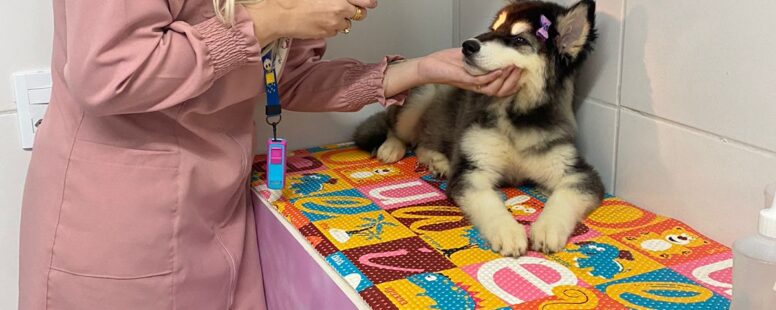 Fortaleza ganha primeira clínica veterinária popular