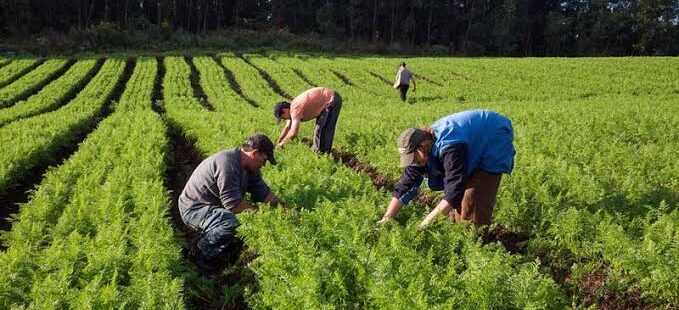 Agricultura familiar no Ceará vai receber investimento de R$ 400 milhões