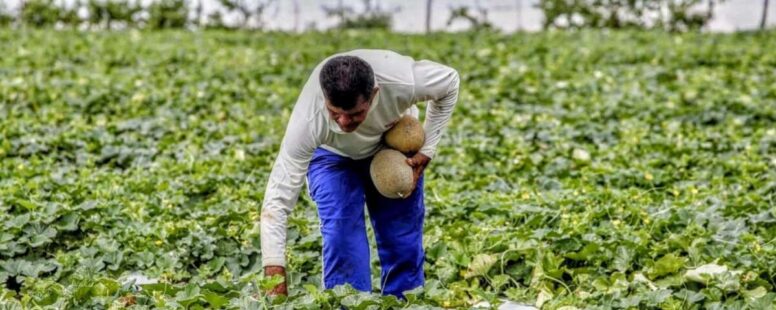 Garantia Safra será pago a partir deste mês e irá beneficiar quase 80 mil agricultores cearenses