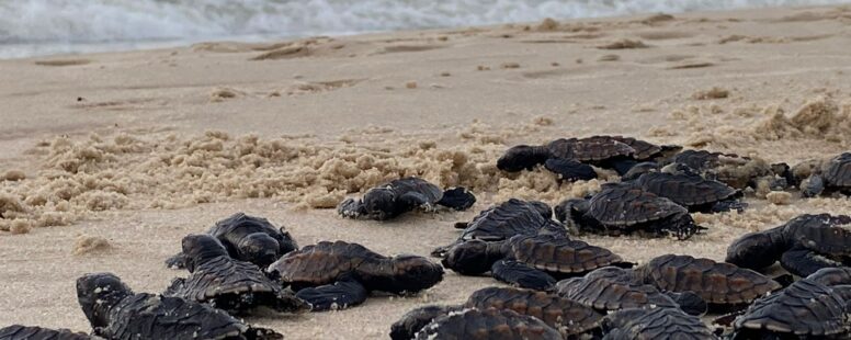 Com nova faixa de areia na praia do Icaraí, em Caucaia, nascem as primeiras tartarugas de ninhos formados