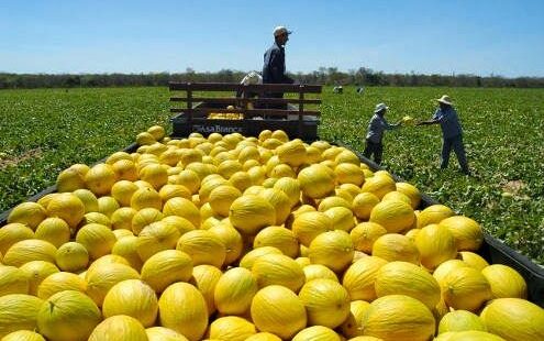 Setor agropecuário é destaque nos números do PIB no Ceará que cresceram mais que o dobro do País em 2024