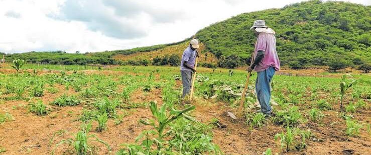 Governo do Ceará anuncia investimentos do Programa Hora de Plantar 2024/2025 nesta segunda-feira