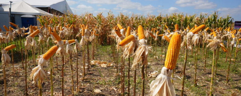 Em visita a ExpoCariri 2025, em Barbalha, Elmano de Freitas anuncia estudos para implantação de 10 mil hectares de perímetros irrigados na região
