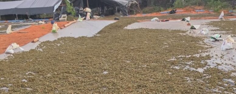 Delegados investigados por suposta falha na custódia da maconha encontrada em fazenda no município Acopiara perdem cargos de chefia