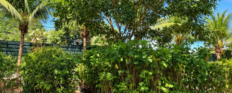 Seuma amplia horário de funcionamento do mudário para incentivar arborização em Fortaleza